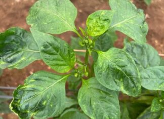 El PP pedirá al Ministerio de Agricultura que autorice el uso excepcional de materias activas para combatir plagas de araña roja y trips parvispinus trips parvispinus